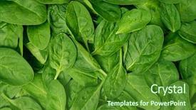  Presentation with spinach - Colorful presentation theme enhanced with fresh green baby spinach leaves backdrop and a tawny brown colored foreground