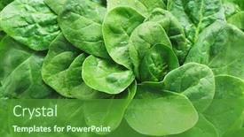  Presentation with spinach - Slides with fresh green baby spinach leaves background and a forest green colored foreground