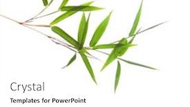  Presentation with bamboo - Audience pleasing slide deck consisting of fresh-green-bamboo-branch backdrop and a white colored foreground