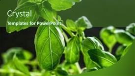  Presentation with dark green - Presentation having fresh-green-basil-leaves background and a forest green colored foreground