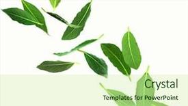  Presentation with green leaves - Presentation theme featuring fresh green bay leaves isolated background and a soft green colored foreground