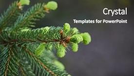  Presentation with bud - Slide set with fresh green buds background and a tawny brown colored foreground