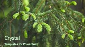  Presentation with bud - Theme consisting of fresh green buds background and a tawny brown colored foreground