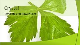  Presentation with celery - Colorful presentation enhanced with fresh green celery herb isolated on white background backdrop and a yellow colored foreground