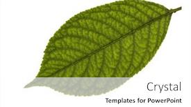  Presentation with green leaf - PPT theme featuring fresh-green-cherry-leaf-isolated background and a white colored foreground