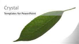  Presentation with cherry - Theme with fresh-green-cherry-leaf-isolated background and a white colored foreground