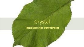  Presentation with green leaf - Presentation featuring fresh-green-cherry-plum-leaf background and a tawny brown colored foreground