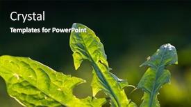  Presentation with green leaves - Slides having fresh-green-dandelion-leaves background and a black colored foreground