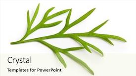  Presentation with fresh water splash green apple isolated white - Colorful presentation theme enhanced with fresh green dill isolated on white background backdrop and a soft green colored foreground