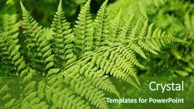  Presentation with fern - Colorful presentation design enhanced with australia new zealand - fresh green fern leafs backdrop and a tawny brown colored foreground