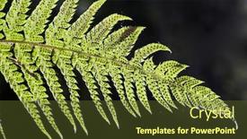  Presentation with water rain drop hanging on a fresh green leaf - Amazing presentation theme having furl - fresh green fern leafs backdrop and a tawny brown colored foreground