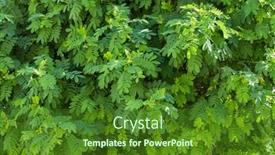  Presentation with locust - Audience pleasing PPT theme consisting of fresh-green-foliage-of-black backdrop and a forest green colored foreground