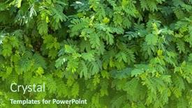  Presentation with locust - PPT theme with fresh-green-foliage-of-black background and a tawny brown colored foreground