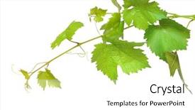  Presentation with green leaf - Slides featuring fresh green grape leaf background and a white colored foreground
