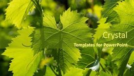  Presentation with green leaf - PPT theme consisting of fresh-green-grape-leaves background and a tawny brown colored foreground