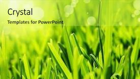  Presentation with abstract spring green - Cool new presentation theme with fresh green grass abstract background backdrop and a  colored foreground