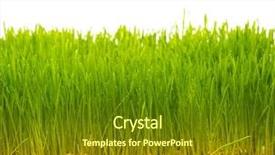  Presentation with seeds - Colorful presentation enhanced with fresh green grass and soil backdrop and a tawny brown colored foreground