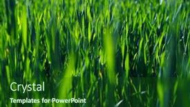  Presentation with green lawn - Presentation theme consisting of fresh-green-grass-background-long background and a  colored foreground