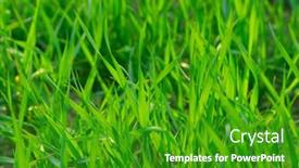  Presentation with grass - Audience pleasing PPT theme consisting of fresh-green-grass-background backdrop and a shamrock green colored foreground