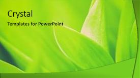  Presentation with urban green - Presentation theme featuring fresh green grass close-up background and a  colored foreground