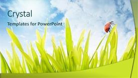  Presentation with grass - Presentation theme with nature details - fresh green grass over cloudy background and a sky blue colored foreground