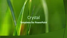  Presentation with spring nature grass - Presentation theme featuring fresh-green-grass-spring-background background and a forest green colored foreground