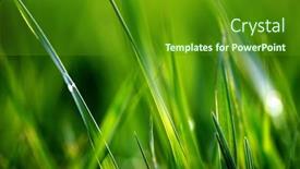  Presentation with spring nature grass - Cool new PPT theme with fresh-green-grass-spring-background backdrop and a tawny brown colored foreground