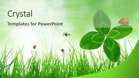  Presentation with four leaf clover - Audience pleasing slide deck consisting of fresh green grass with clover backdrop and a mint green colored foreground