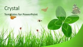  Presentation with clover - Amazing PPT theme having fresh green grass with clover backdrop and a mint green colored foreground