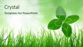  Presentation with clover - PPT theme with fresh green grass with clover background and a mint green colored foreground