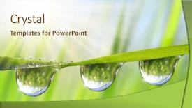  Presentation with water rain drop hanging on a fresh green leaf - Audience pleasing PPT theme consisting of fresh green grass with dew backdrop and a cream colored foreground