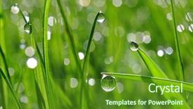  Presentation with green nature - Colorful slides enhanced with fresh green grass with dew backdrop and a  colored foreground