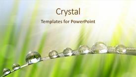  Presentation with green nature - Slides enhanced with fresh green grass with dew background and a cream colored foreground