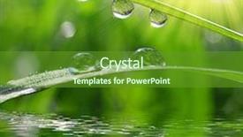  Presentation with dew - Cool new PPT theme with fresh green grass with dew drops closeup nature background backdrop and a tawny brown colored foreground