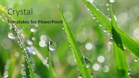  Presentation with green nature - Colorful PPT theme enhanced with fresh-green-grass-with-dew backdrop and a  colored foreground