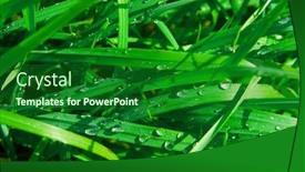  Presentation with water droplets - Audience pleasing PPT theme consisting of fresh-green-grass-with-water backdrop and a forest green colored foreground