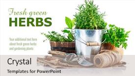  Presentation with herbs - Presentation theme having fresh green herbs with garden background and a light gray colored foreground