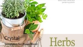  Presentation with garden tools - Slides consisting of fresh green herbs with garden background and a  colored foreground