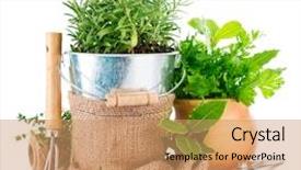  Presentation with garden tools - PPT layouts with fresh green herbs with garden background and a coral colored foreground