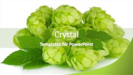  Presentation with hops - Beautiful slide set featuring fresh green hops isolated backdrop and a tawny brown colored foreground
