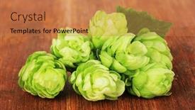  Presentation with hops - Beautiful slide deck featuring fresh-green-hops-on-wooden backdrop and a coral colored foreground