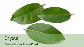  Presentation with tea leaves fresh green leaf - Presentation theme consisting of fresh green indonesian bay leaves background and a seafoam green colored foreground