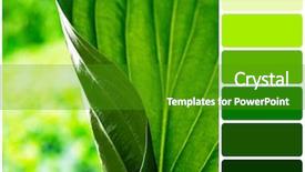  Presentation with water rain drop hanging on a fresh green leaf - Cool new slides with fresh green leaf and palette backdrop and a shamrock green colored foreground