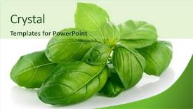  Presentation with green leaf - Beautiful presentation theme featuring fresh green leaf basil isolated backdrop and a yellow colored foreground