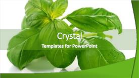  Presentation with water rain drop hanging on a fresh green leaf - Cool new slide set with fresh green leaf basil isolated backdrop and a tawny brown colored foreground
