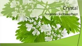  Presentation with green leaf - Presentation theme consisting of fresh green leaf cilantro coriander blossom close up isolated on white background background and a mint green colored foreground
