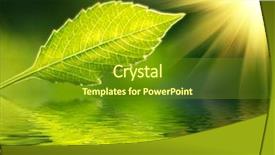  Presentation with green leaf - Amazing presentation having fresh-green-leaf-in-sunrise backdrop and a tawny brown colored foreground