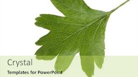  Presentation with green tree - Presentation design featuring fresh-green-leaf-of-hawthorn background and a yellow colored foreground