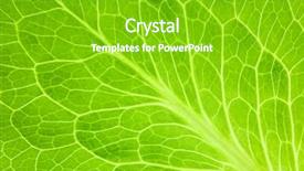  Presentation with lettuce - Amazing slide set having fresh green leaf of lettuce super macro backdrop and a shamrock green colored foreground