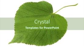  Presentation with green leaf - Colorful theme enhanced with fresh-green-leaf-of-linden backdrop and a tawny brown colored foreground